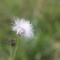 Crassocephalum crepidioides (Benth.) S.Moore